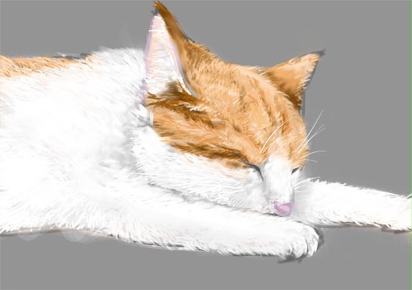 my lovely cat