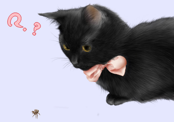 蜘蛛 VS 黒猫