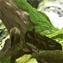 カニ