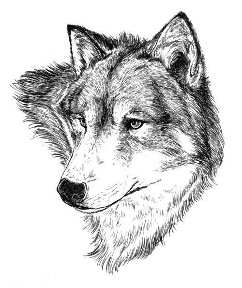 狼