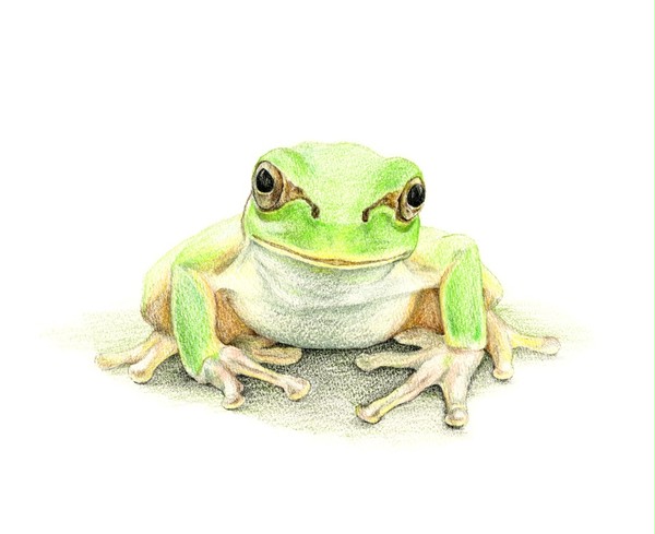 Frog