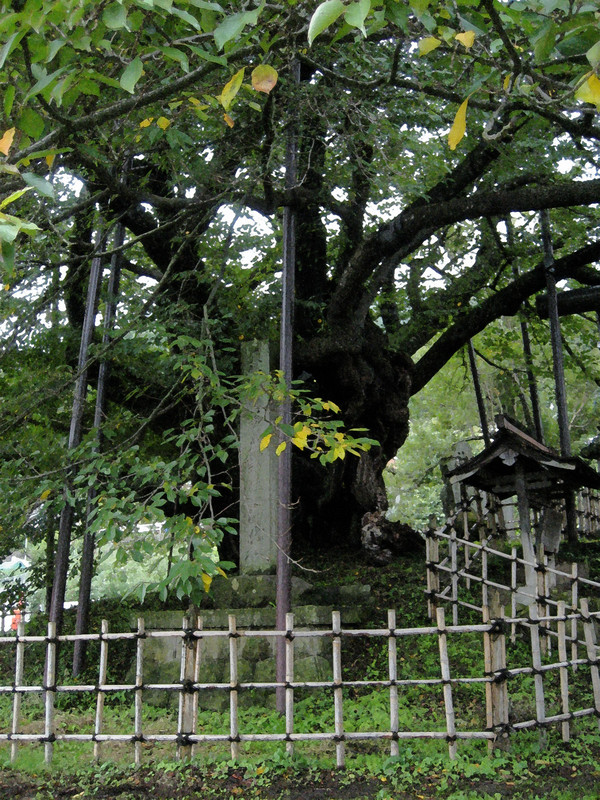 神代桜(糞補正+加工)