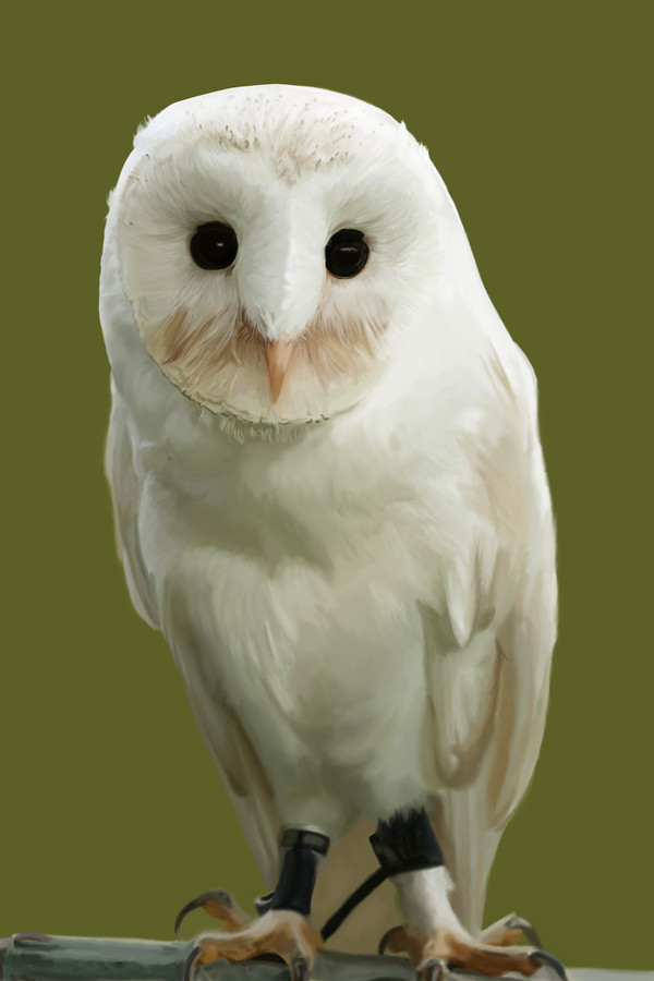 ペンギンじゃないんだぜ？
