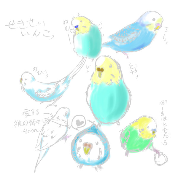 ほとばしるセキセイインコへの愛