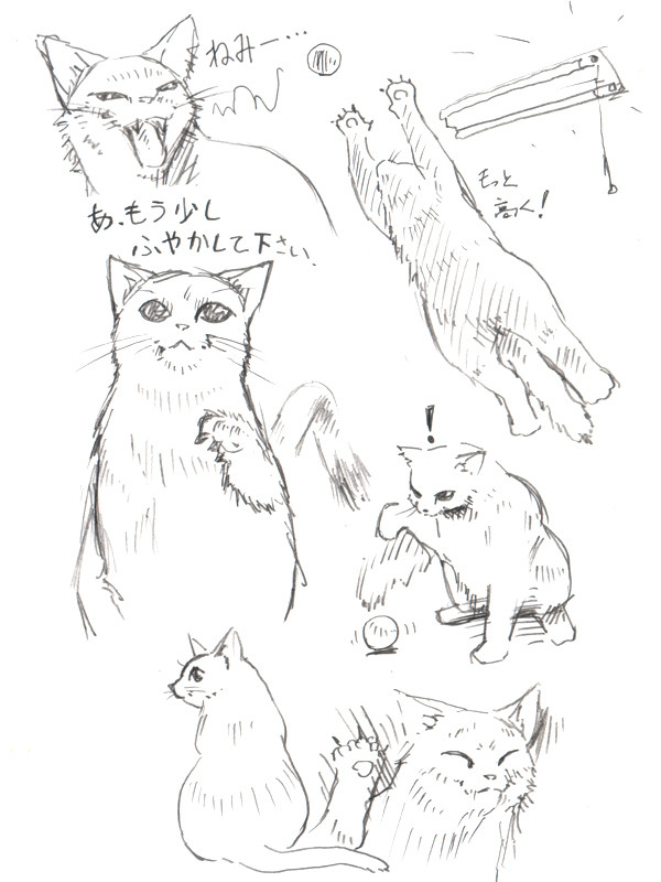 ねこ