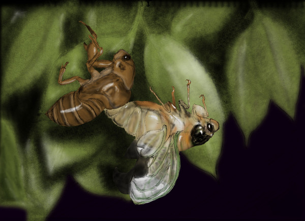 ImageBoard_01