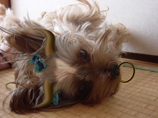 うし犬