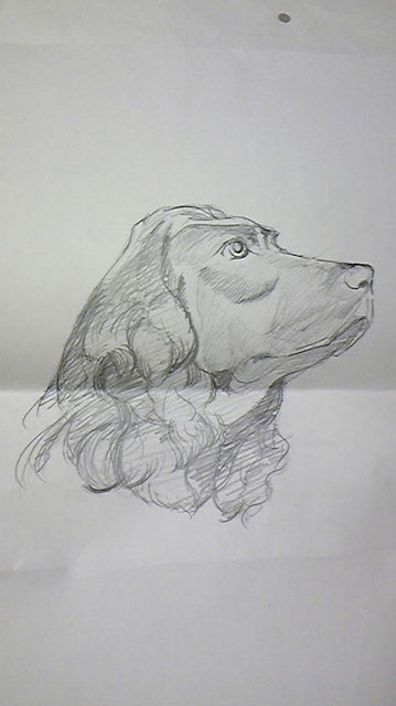 犬