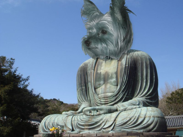 鎌倉の大仏犬