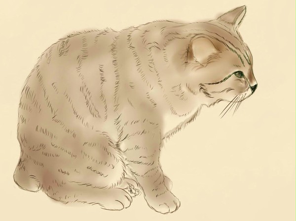 野良猫