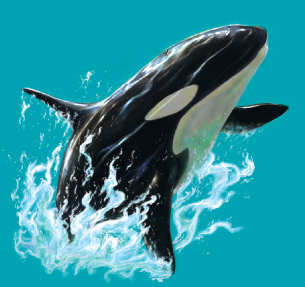 シャチ