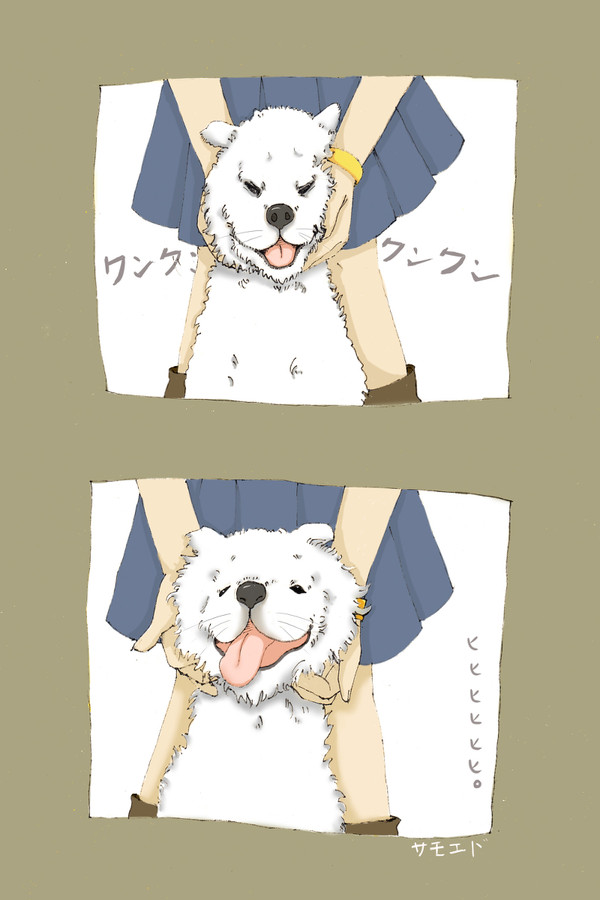 好きだ!サモエド^q^