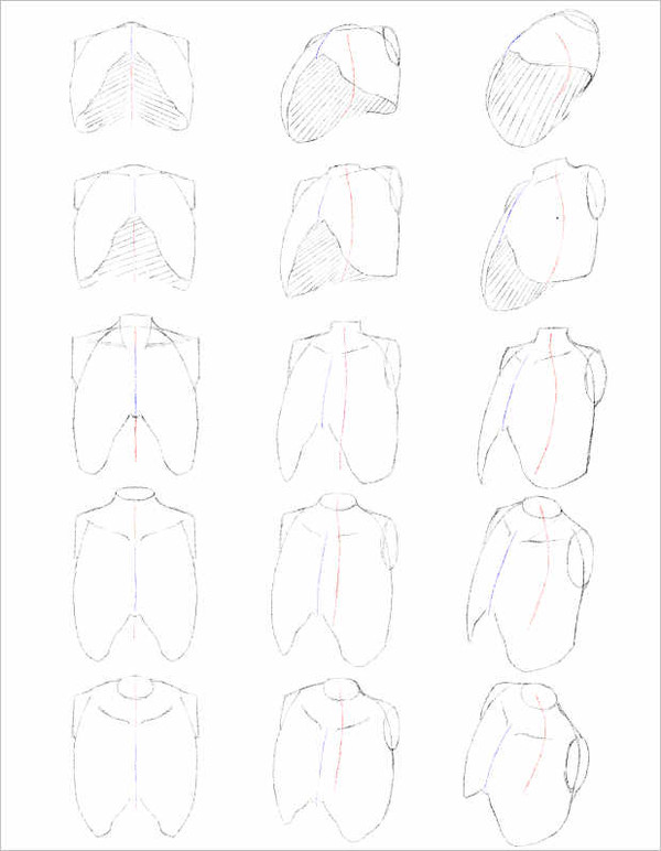 絵師様（笑）講座　胸郭編（2）