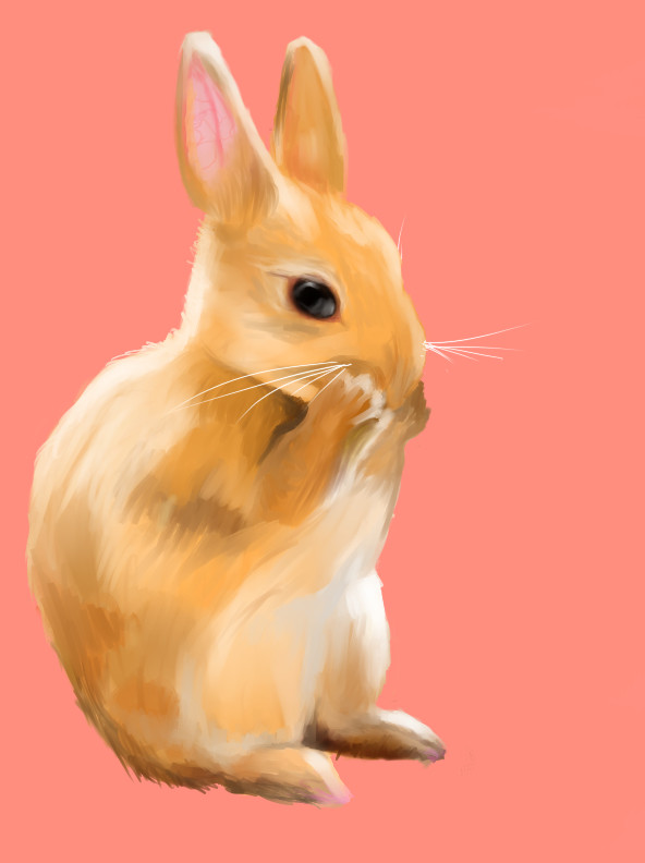 うさぎ