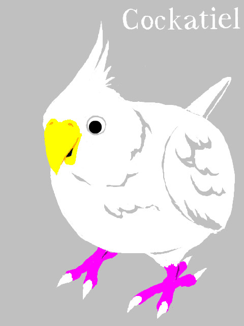 オカメインコ
