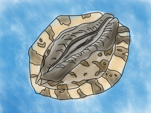 あわび