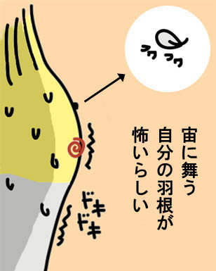 オカメの心臓