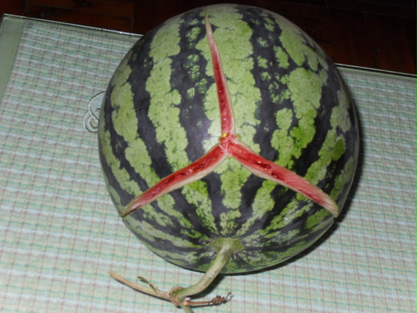 囧了的西瓜
