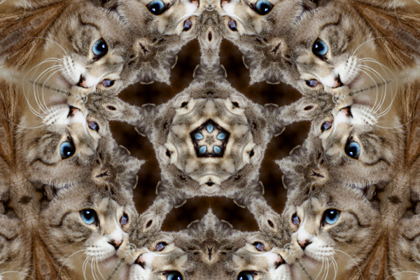 ねこ万華鏡