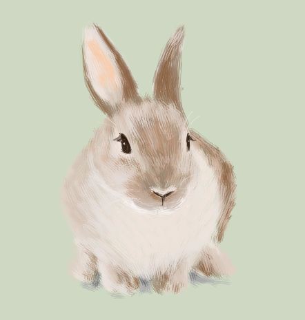うさぎ