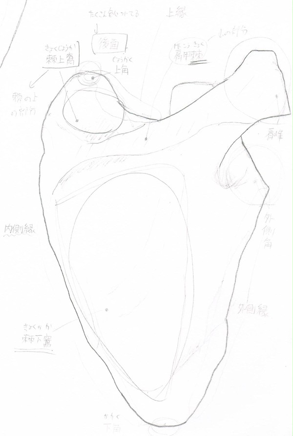 肩甲骨・後面（下書き）