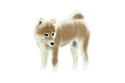 しば犬