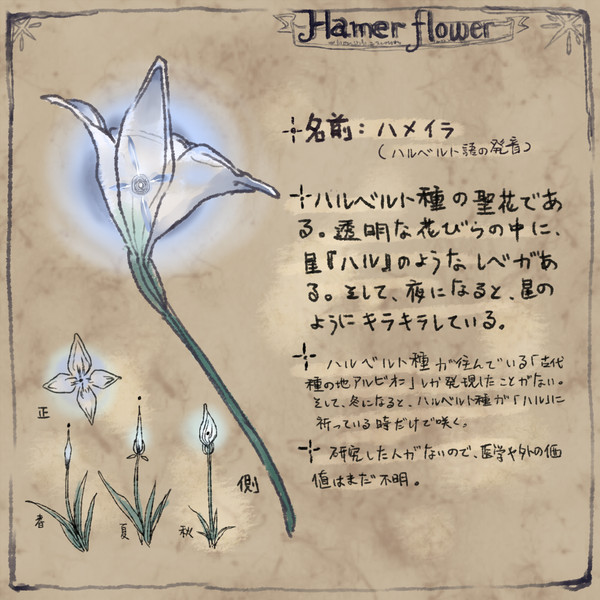 「PFV」希望の花　ハメイラ