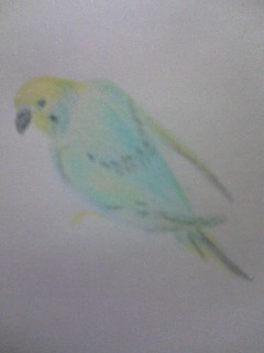 鳥