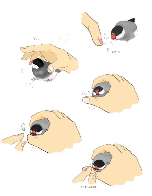 文鳥落書き３