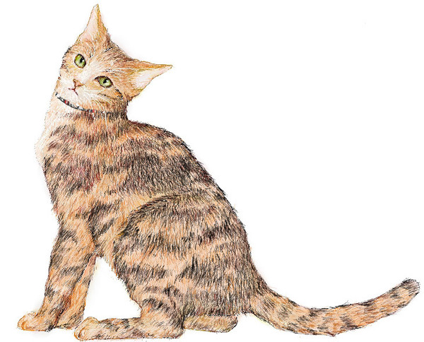 劇団四季 CATS    デ ィミータ  　　（猫バージョン）