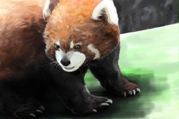 レッサーパンダちゃん