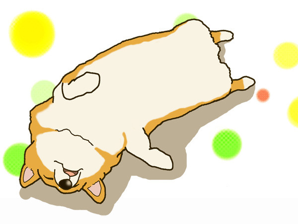お昼寝コーギー