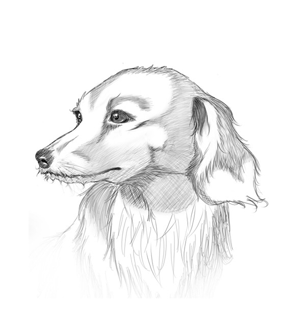 犬