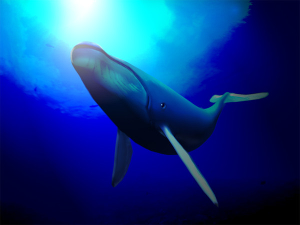 クジラさん