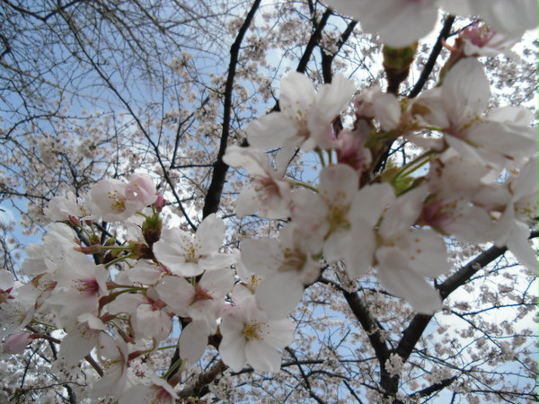 桜