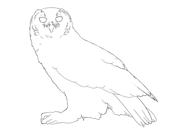 クロワシミミズク（線画）
