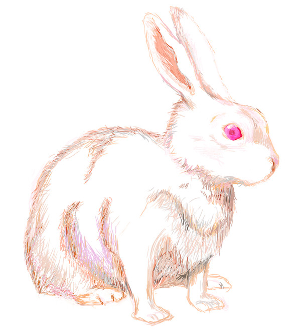 うさぎ