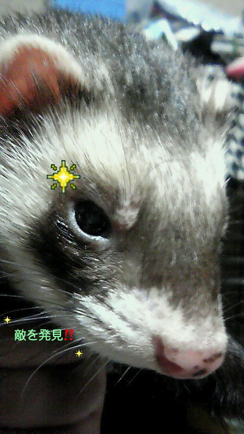 フェレット(my!pet)