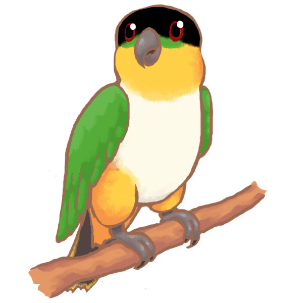 ズグロシロハラインコ