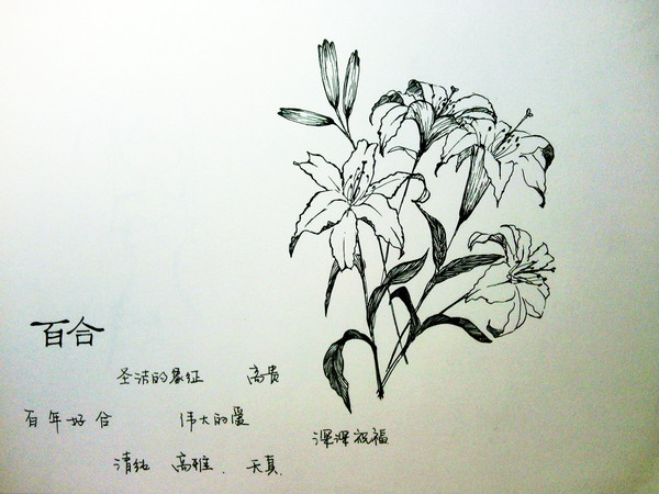 百合 植物