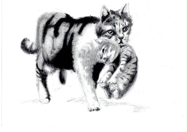 猫　えんぴつ