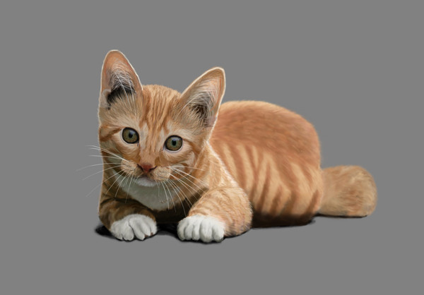 cat
