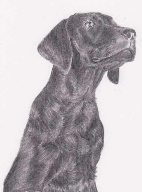 黒犬