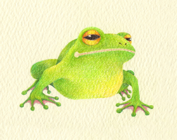 蛙