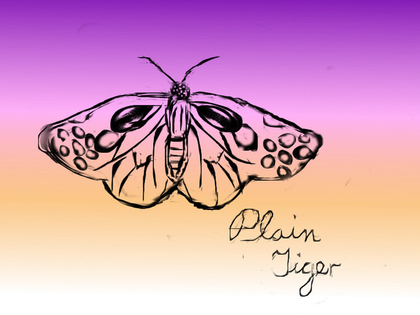 Butterfly