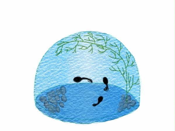 和菓子