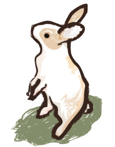ウサギ