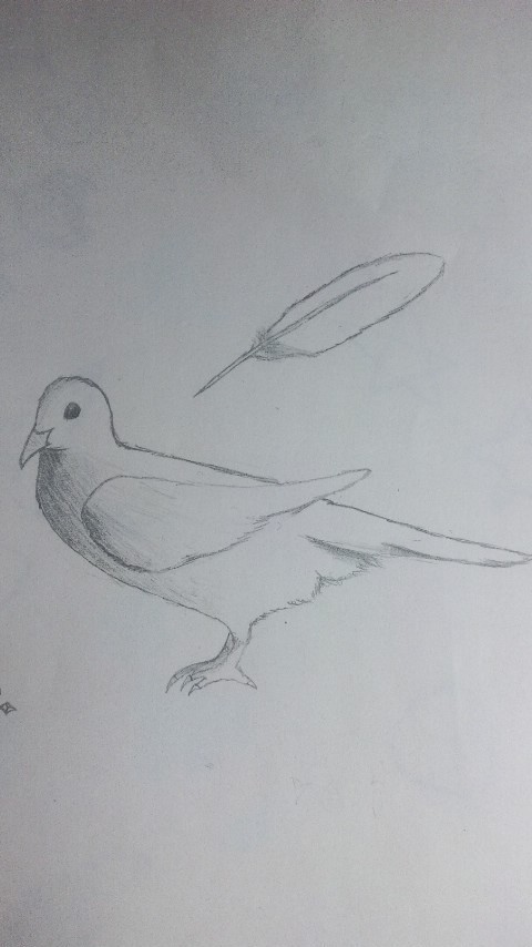 白い鳩