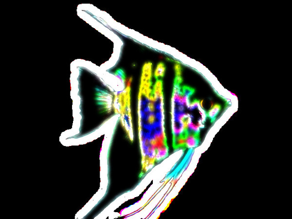 エンゼルフィッシュ