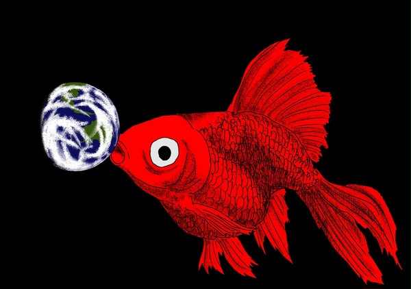 赤い金魚